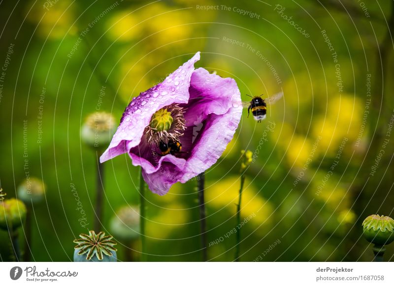 Hummel in Anflug auf Blume Blick nach vorn Ganzkörperaufnahme Tierporträt Porträt Zentralperspektive Schwache Tiefenschärfe Schatten Licht Tag