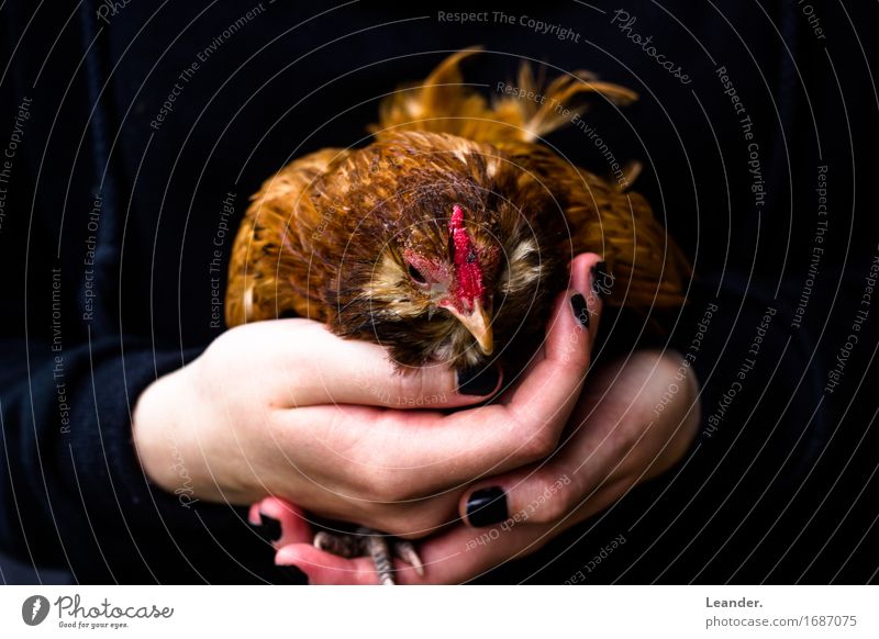 Das Huhn in der Hand feminin Junge Frau Jugendliche Haut 1 Mensch 13-18 Jahre Zoo Jugendkultur Tier Nutztier festhalten füttern dunkel Güte dankbar Abenteuer