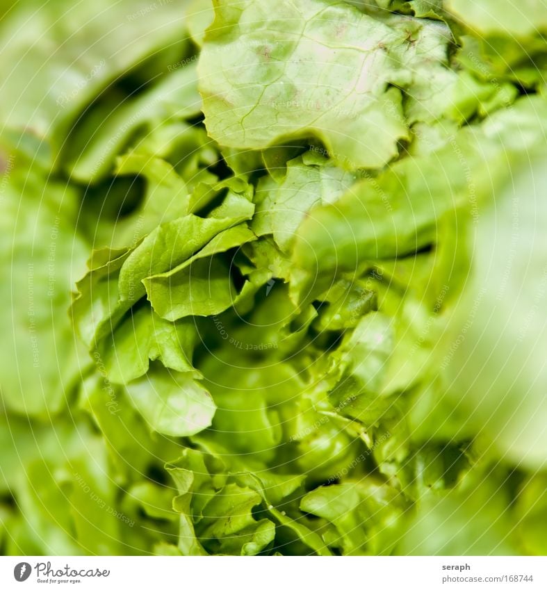Frisches Grün Salatbeilage Futter lecker Gesundheit grün zartes Grün Vitamin B Vitamin C Vitamin A vitaminreich knusprig Kartoffelchips frisch Gemüse Pflanze