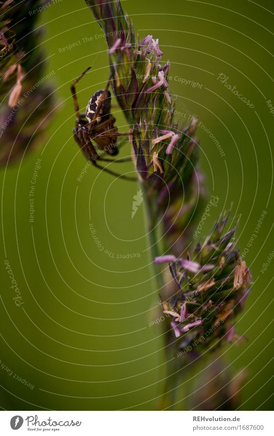 Spinne Umwelt Natur Gras Wiese Ekel grün krabbeln Insekt Samen Halm Farbfoto Außenaufnahme Nahaufnahme Detailaufnahme Makroaufnahme Tag Unschärfe