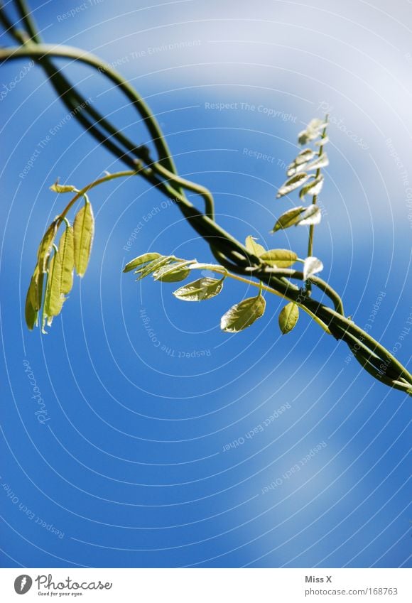 Schlinge Außenaufnahme Detailaufnahme Menschenleer Natur Pflanze Schönes Wetter exotisch verblüht dehydrieren Wachstum ästhetisch Schlaufe Trieb Ast Tag