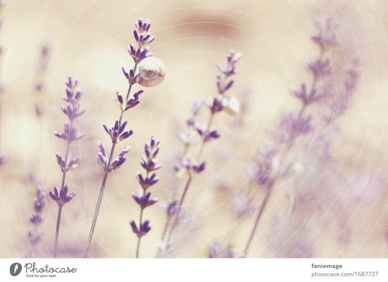 dasselbe in lila... Natur Pflanze schön Lavendel Schnecke lavendelschnecke rosa violett fein Zweige u. Äste Lavendelzweige Parasit traumhaft träumen Romantik
