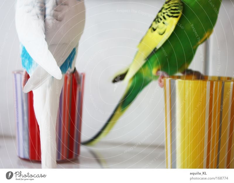 Alle beide LIEB haben Farbfoto Innenaufnahme Detailaufnahme Starke Tiefenschärfe Tierporträt Halbprofil Haustier Wildtier Vogel Schwan Tiergesicht Flügel 2