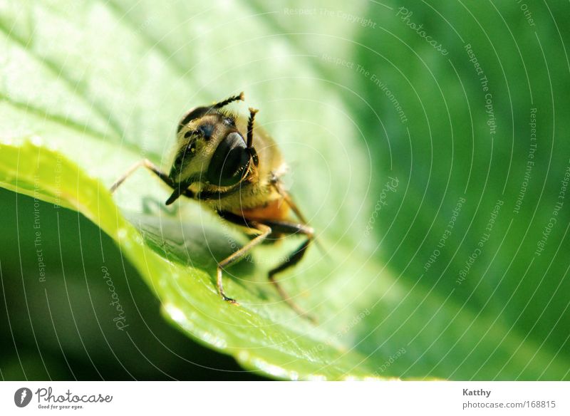 Biene bei der Körperpflege Farbfoto Außenaufnahme Nahaufnahme Makroaufnahme Textfreiraum rechts Textfreiraum oben Hintergrund neutral Tag Sonnenlicht