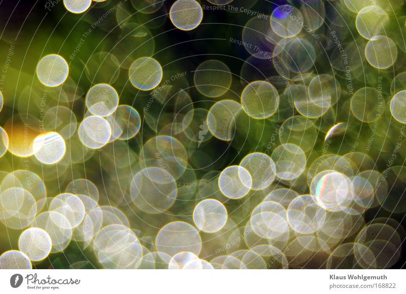 Der Morgentau auf einer Dillpflanze glitzert und funkelt im Gegenlicht und erzeugt ein hübsches Bokeh Farbfoto mehrfarbig Reflexion & Spiegelung Sonnenstrahlen