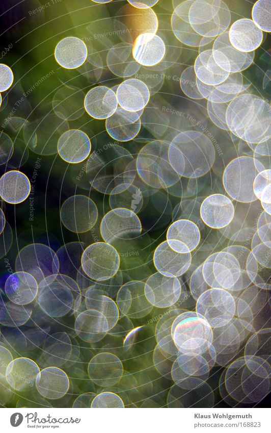 Bokeh als Gestaltungsmittel. Der Morgentau auf einer Dillpflanze glitzert und funkelt Farbfoto mehrfarbig Außenaufnahme Detailaufnahme Reflexion & Spiegelung