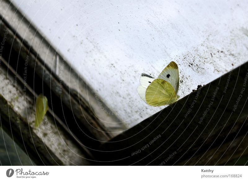 Die Sehnsucht des Schmetterlings Farbfoto Innenaufnahme Textfreiraum rechts Textfreiraum unten Tag Tier Flügel warten dunkel schön trist gelb schwarz Gefühle