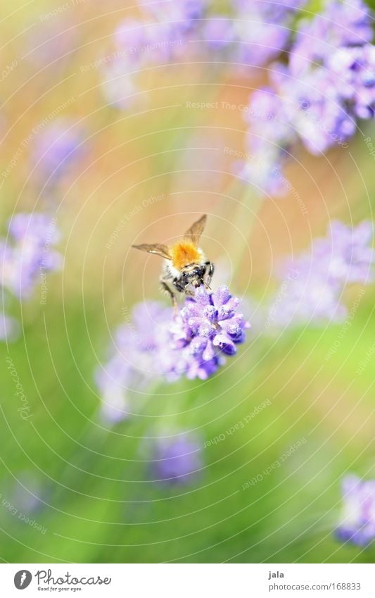 Sum, Sum, Sum... Farbfoto Außenaufnahme Nahaufnahme Tag Starke Tiefenschärfe Tierporträt Natur Pflanze Schönes Wetter Blume Blüte Park Wiese Wildtier Biene