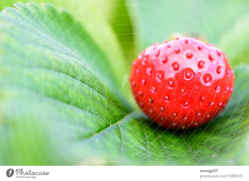 Erdbeerzeit II Lebensmittel Frucht Erdbeeren Ernährung Vegetarische Ernährung frisch Gesundheit glänzend lecker saftig süß grün rot Blatt Blattgrün Feld
