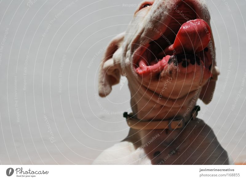 ::::gordo::::: Farbfoto Außenaufnahme Experiment Menschenleer Kontrast Tierporträt Haustier Hund 1 Lächeln Tapferkeit Erfahrung Inspiration weiß Zunge Hals