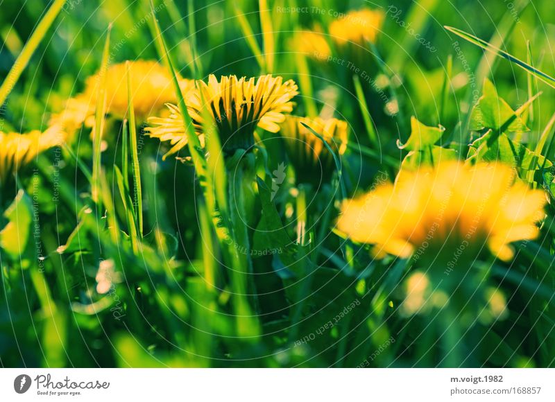 Löwenzahn - Vorsicht bissig II Farbfoto Außenaufnahme Nahaufnahme Abend Sonnenlicht Starke Tiefenschärfe Natur Pflanze Frühling Blume Gras Blüte Wiese natürlich