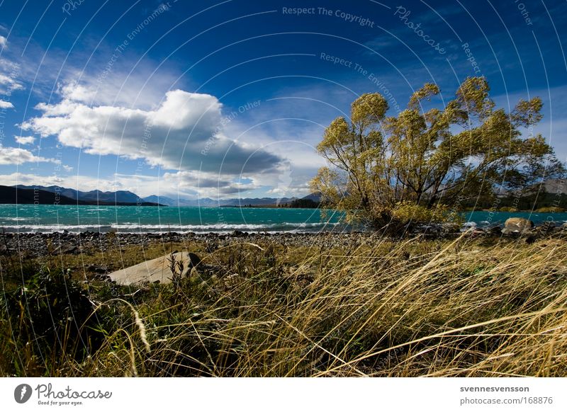 Lake Tekapo (NZ) Farbfoto Außenaufnahme Menschenleer Tag Zentralperspektive Umwelt Natur Landschaft Pflanze Wasser Himmel Wolken Horizont Herbst Schönes Wetter