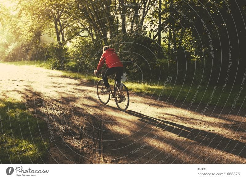 Geradeaus Lifestyle Freizeit & Hobby Ausflug Fahrradtour Sommer Fahrradfahren Mensch maskulin Junger Mann Jugendliche Erwachsene Umwelt Natur Landschaft Pflanze