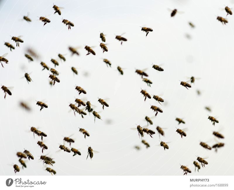 Mitten im Bienenschwarm... Farbfoto Außenaufnahme Menschenleer Tag Bewegungsunschärfe Schwache Tiefenschärfe Umwelt Natur Tier Luft Himmel Schönes Wetter