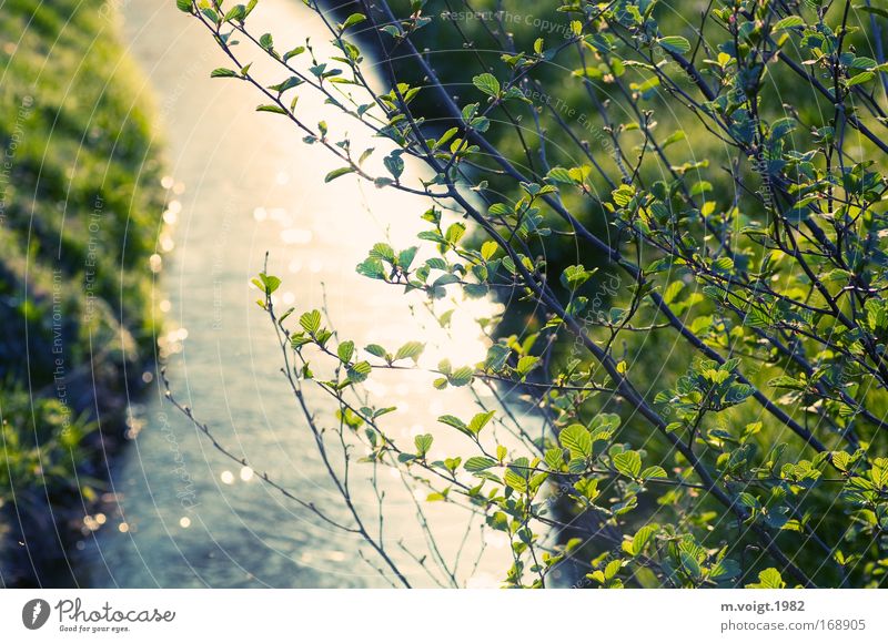 Flusslauf Farbfoto Außenaufnahme Abend Reflexion & Spiegelung Sonnenlicht Starke Tiefenschärfe Natur Pflanze Frühling Sommer Baum Blatt Ast Esche Flussufer Bach