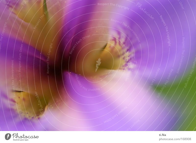 Gedenkblumengruß Farbfoto Außenaufnahme Makroaufnahme Schwache Tiefenschärfe Pflanze Blume Wildpflanze Wasserpflanze Hyazinthe Moor Sumpf Teich See Blühend Duft