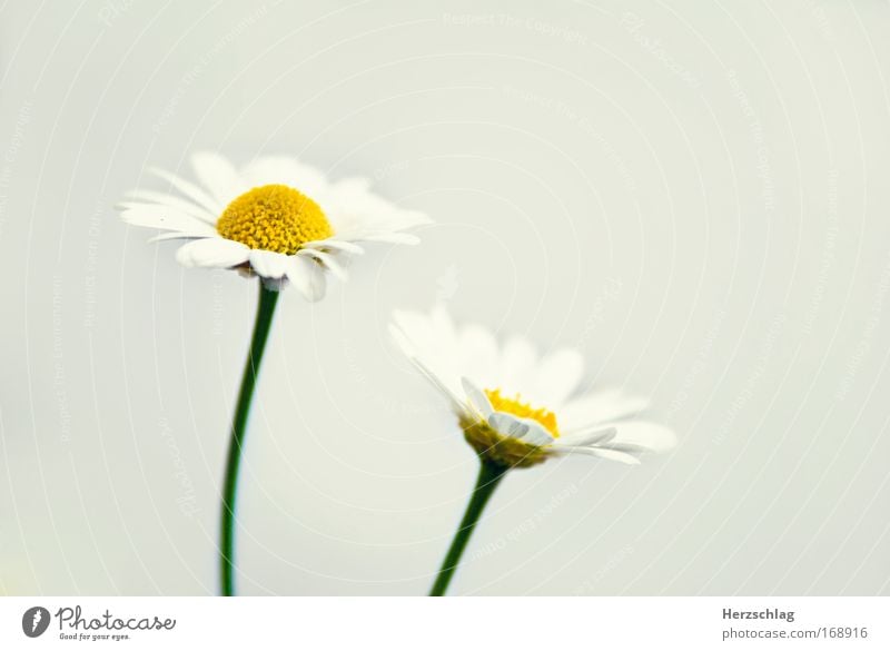 frisch. Farbfoto Makroaufnahme Textfreiraum rechts Natur Frühling Pflanze Blüte Grünpflanze Blumenstrauß entdecken verblüht einfach elegant exotisch natürlich