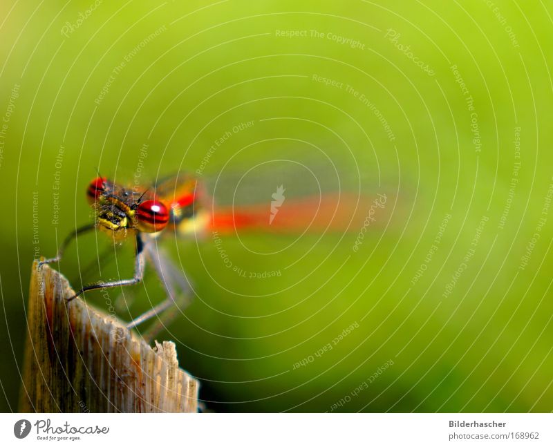 Jungfernflug Farbfoto Außenaufnahme Makroaufnahme Hintergrund neutral Tag Sonnenlicht Starke Tiefenschärfe Froschperspektive Tierporträt Blick nach vorn Libelle