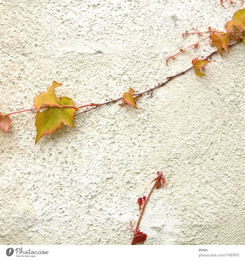 Haftungsfrage Wein Wand Klettern kleben 2 Frühling Pflanze Putz Ranke krabbeln Wachstum quer durchs Bild aufwärts Dekoration & Verzierung Schmuck Natur Blatt