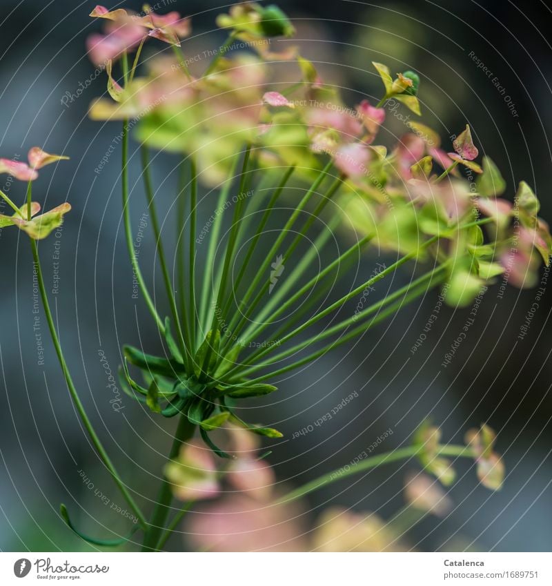 Am Wegesrand blüht eine Zypressen -Wolfsmilch Natur Pflanze Sommer Blatt Blüte Wildpflanze Feld Blühend Duft verblüht dehydrieren Wachstum natürlich grau grün