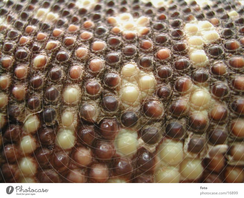 reptilienhaut Echsen Reptil Haut Wildtier