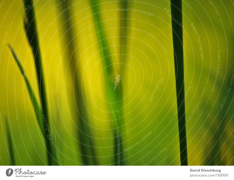 Gemälde einer Wiese II Farbfoto Außenaufnahme Nahaufnahme Detailaufnahme Makroaufnahme Strukturen & Formen Tag Sonnenlicht Unschärfe Umwelt Natur Pflanze Gras