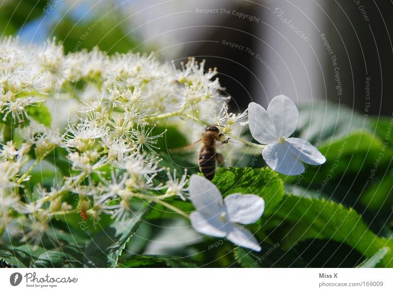 das mit den Bienen und den Blumen Farbfoto Außenaufnahme Nahaufnahme Makroaufnahme Menschenleer Natur Pflanze Frühling Sommer Blüte Wiese Tier 1 fliegen Duft
