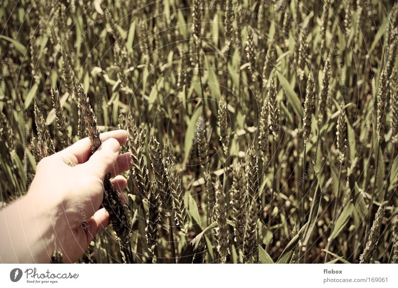 Auf Tuchfühlung... Lebensmittel Getreide Bioprodukte Hand Finger Umwelt berühren Weizen Weizenfeld Getreidefeld Kornfeld Ackerbau Landwirt Weizenkörner