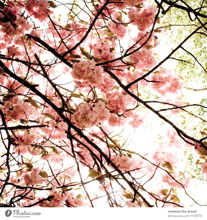 POLLENFLUG Farbfoto Außenaufnahme Menschenleer Morgen Tag Licht Schatten Kontrast Sonnenlicht Gegenlicht Natur Pflanze Frühling Schönes Wetter Baum Blüte Garten