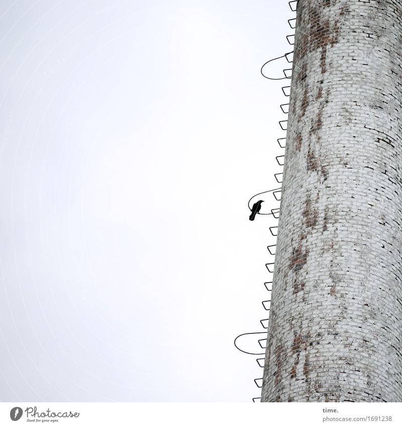 AST9 | Raumpatrouille Fabrik Turm Bauwerk Mauer Wand Schornstein Leiter Wildtier Vogel beobachten sitzen warten alt historisch einzigartig kaputt trashig