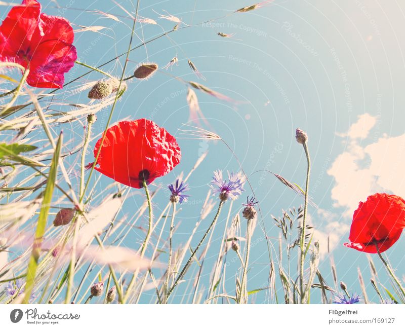 An einem Mohntag im Sommer... V Natur Pflanze Himmel Wolken Sonne Schönes Wetter Wärme Blume Feld Blick Wachstum frei Unendlichkeit hell natürlich blau grün rot