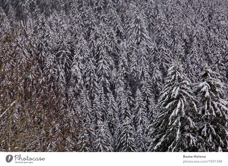 weißer Schwarzwald Winter Klima Wetter Eis Frost Schnee Wald ästhetisch frisch schwarz Zufriedenheit ruhig Schutz stagnierend Stimmung Schneefall Tanne