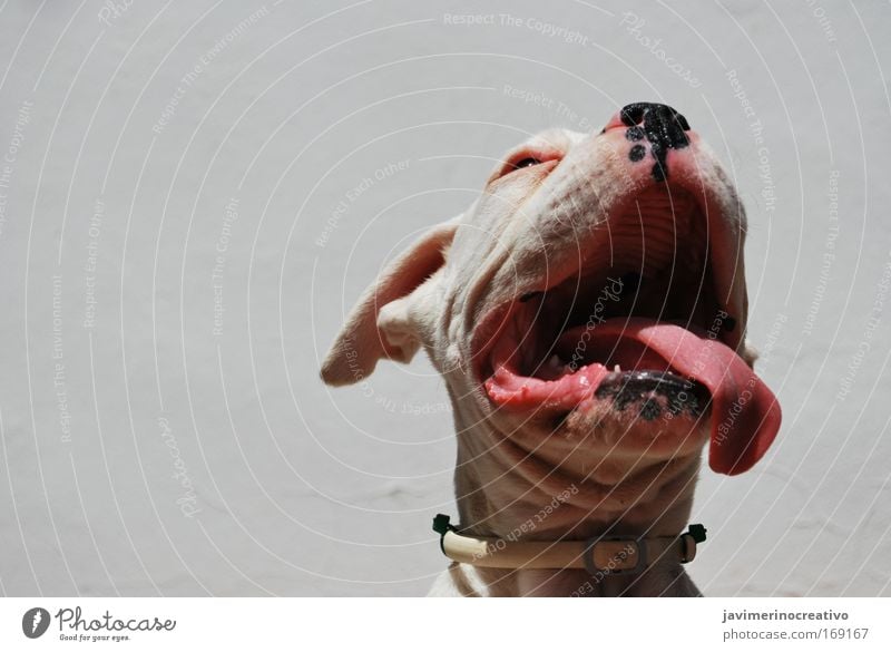 Kriatura Farbfoto Außenaufnahme Menschenleer Morgen Vorderansicht Tier Hund Angst weiß Zunge Mund Nase