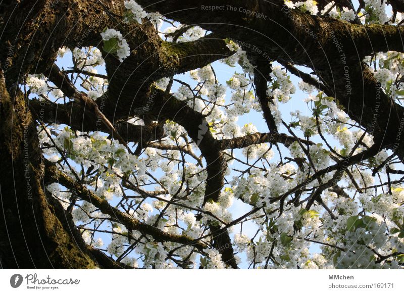 Picknick unter`m Kirschbaum Farbfoto Außenaufnahme Lebensmittel Frucht Umwelt Natur Klima Baum Wiese Duft braun weiß Vorfreude Gelassenheit geduldig ruhig