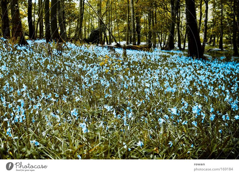 waldwiese Farbfoto Außenaufnahme Tag Landschaft Baum Gras Sträucher Wiese Blühend Wachstum Romantik schön Duft Blume Blüte Wald Waldboden Waldlichtung Waldwiese