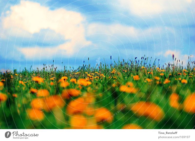 Sommerwiese Farbfoto Außenaufnahme Tag Natur Landschaft Himmel Schönes Wetter Grünpflanze Wildpflanze Wiese Blühend Löwenzahn Blauer Himmel Gras Blüten