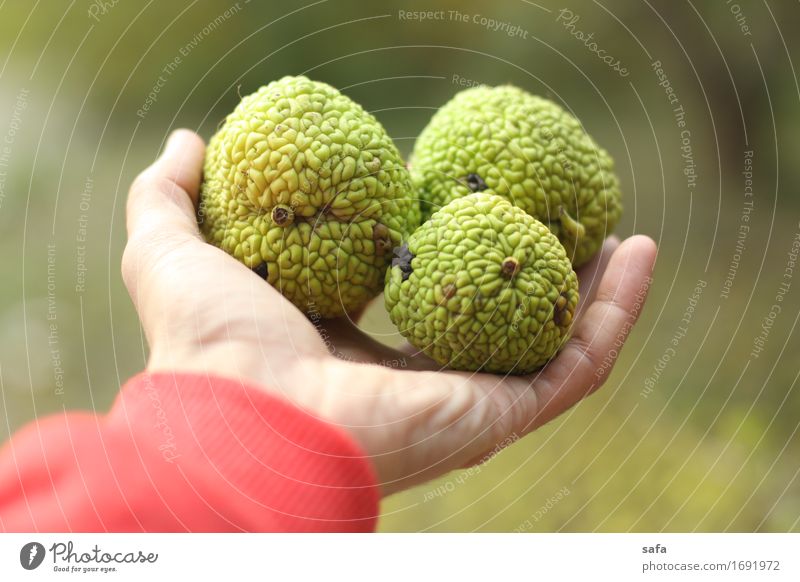 Feigen Frucht Tourismus Hand Finger Natur Pflanze Pullover berühren festhalten tragen frisch Gesundheit natürlich Originalität Sauberkeit grün rot dankbar