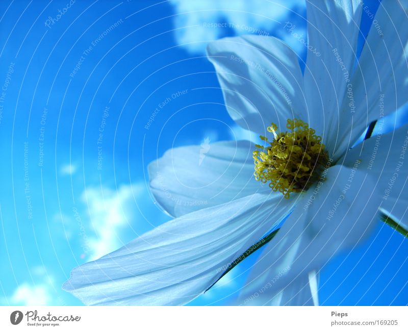 Weiße Cosmeablüte am blau-weißen Himmel Farbfoto Außenaufnahme Nahaufnahme Tag Pflanze Wolken Frühling Schönes Wetter Blume Blüte Blühend Frühlingsgefühle