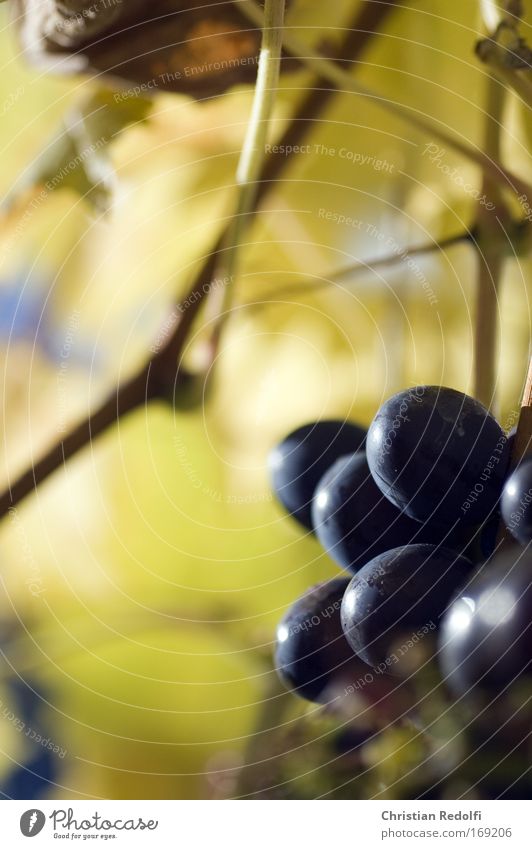 Weintraube Ast Weintrauben Frucht weinfrucht Pflanze Garten Weinbau Winzer Herbst weinerzeugung Ernährung