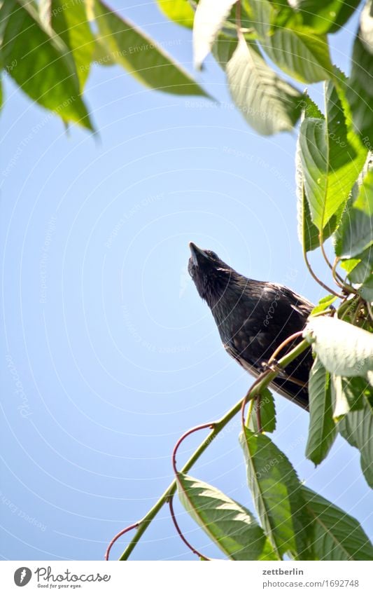 Vogel aus der Froschperspektive Amsel Himmel Kirschbaum Kirsche Schnabel Blick sitzen Textfreiraum Sommer Blatt Dieb Diebstahl Fressen Süßwaren Auge Tierporträt