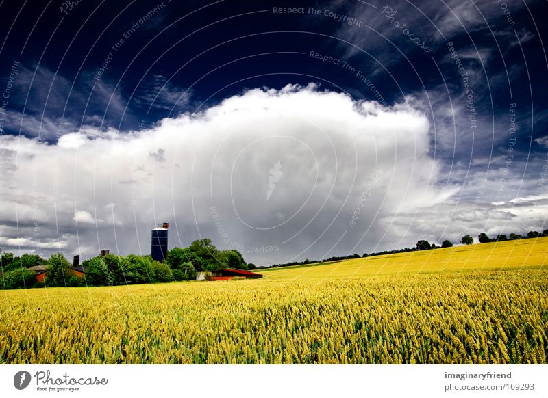 farmlandschaft Farbfoto Außenaufnahme Menschenleer Tag Kontrast Sonnenlicht Starke Tiefenschärfe Zentralperspektive Weitwinkel Natur Landschaft Himmel Wolken