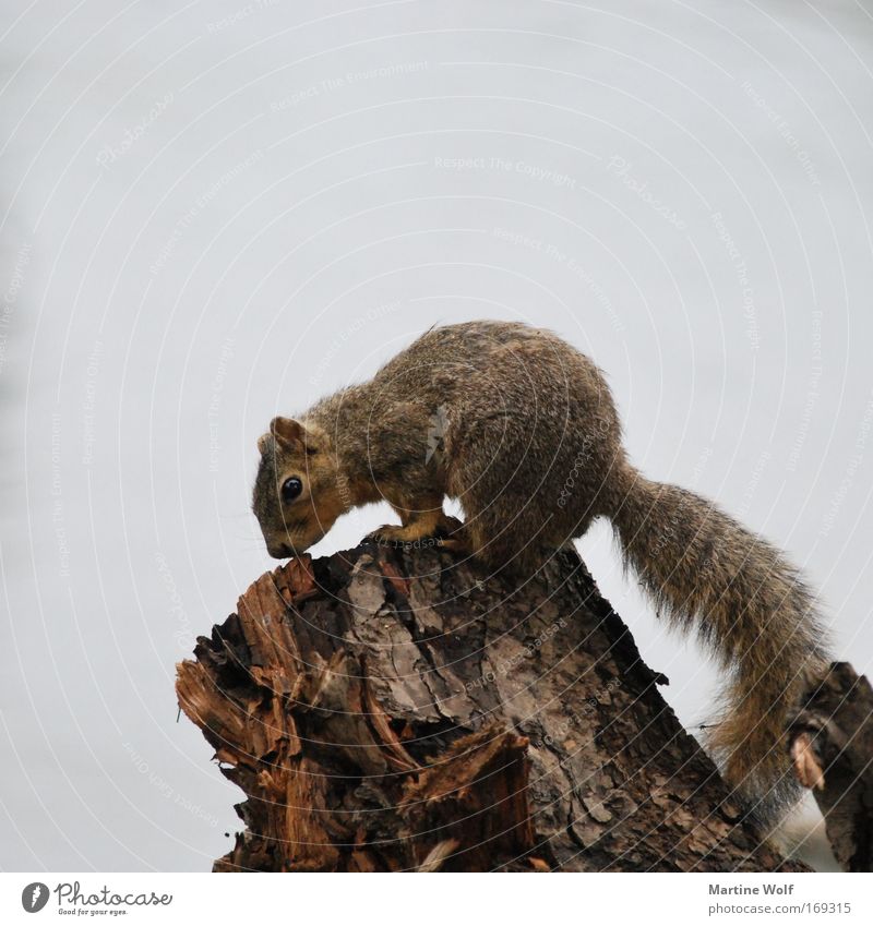 oregon squirrel Ferien & Urlaub & Reisen Ausflug Natur Tier schlechtes Wetter Wildtier Eichhörnchen 1 Holz Neugier niedlich wild braun grau Farbfoto