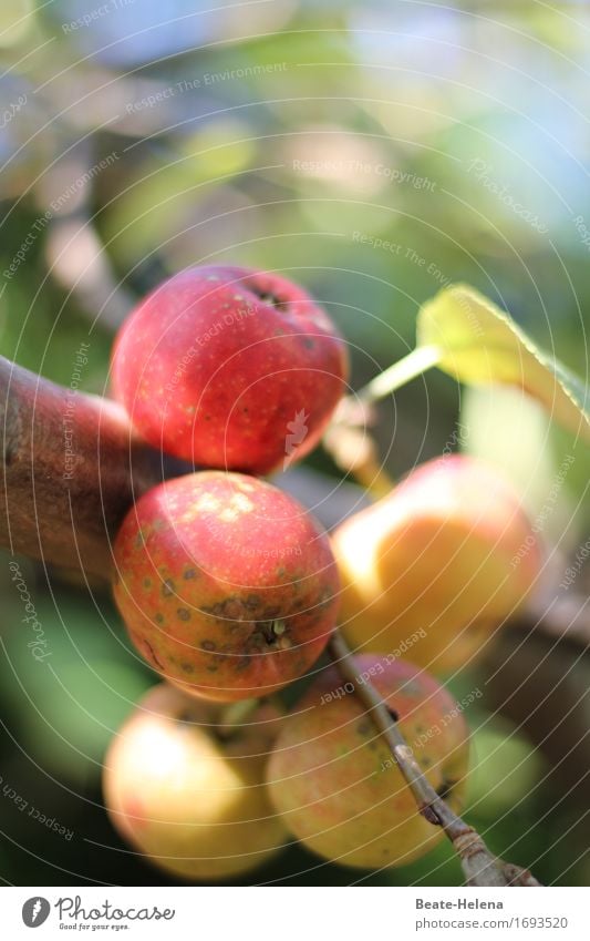 Alles Bio Lebensmittel Frucht Apfel Lifestyle Gesundheit Natur Pflanze Herbst Baum entdecken Essen frisch gelb grün rot Biologische Landwirtschaft Ernte