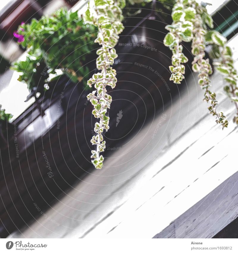 herablassend Pflanze Blatt Grünpflanze Blumenkasten hängen lassen Pelargonie Balkon Fenster Wachstum unten braun grün Farbfoto Außenaufnahme Menschenleer