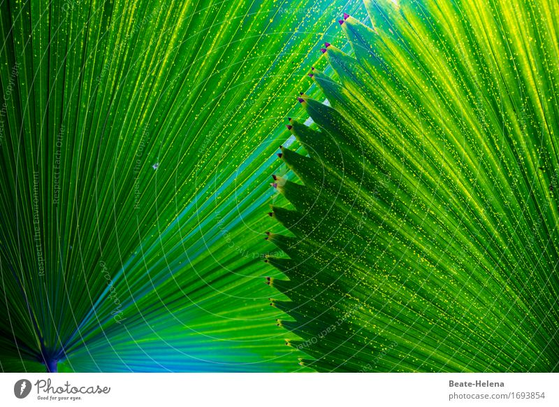 Klangfarbe | Le Sacre du Printemps elegant Natur Pflanze Grünpflanze exotisch Park Schirm ästhetisch außergewöhnlich positiv grün Sicherheit Schutz Schatten