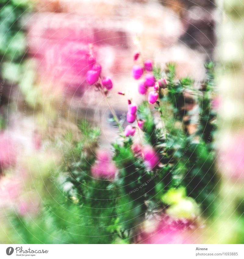 es ist doch alles irgendwie... Pflanze Blume Blüte Zierpflanze Glockenheide Garten Mauer Wand Backstein Blühend träumen schön grün rosa unklar verträumt