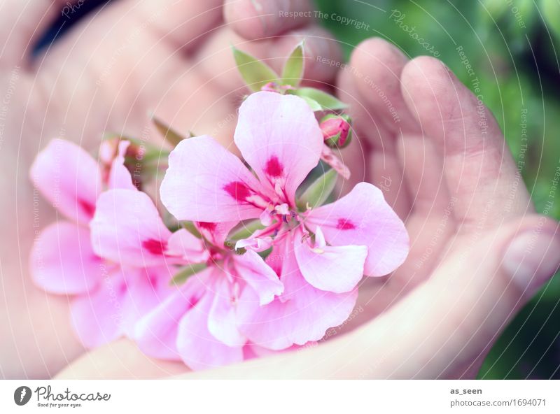Sommerblüten Lifestyle schön Wellness Leben Sinnesorgane Meditation Garten Dekoration & Verzierung Hand Finger Umwelt Natur Frühling Pflanze Blume Pelargonie