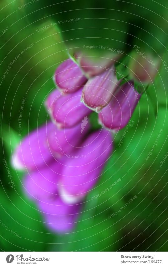 immer deprie drauf Farbfoto Nahaufnahme Tag Kontrast Unschärfe Vogelperspektive Blick nach unten Natur Pflanze Blume Blüte Grünpflanze Reue Fingerhut