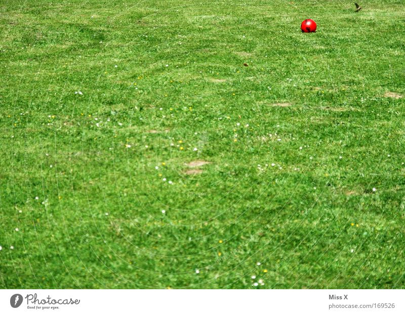 ein Gartenbild für Jutta Farbfoto mehrfarbig Außenaufnahme Menschenleer Natur Gras grün Ball Rasen Fußballplatz
