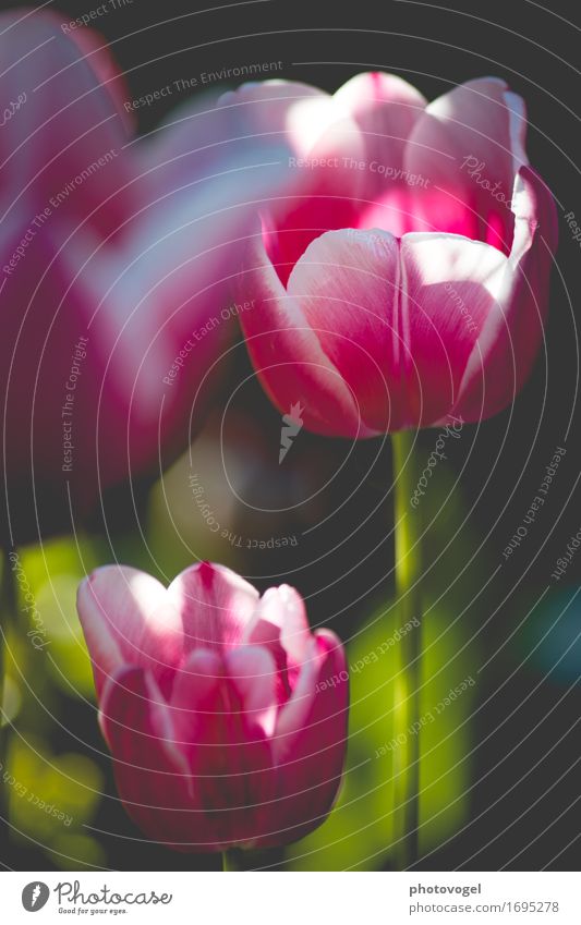 BokehLove Natur Pflanze Tulpe Duft frisch Gesundheit schön grün rosa Glück Fröhlichkeit Zufriedenheit Lebensfreude Frühlingsgefühle Farbfoto Außenaufnahme